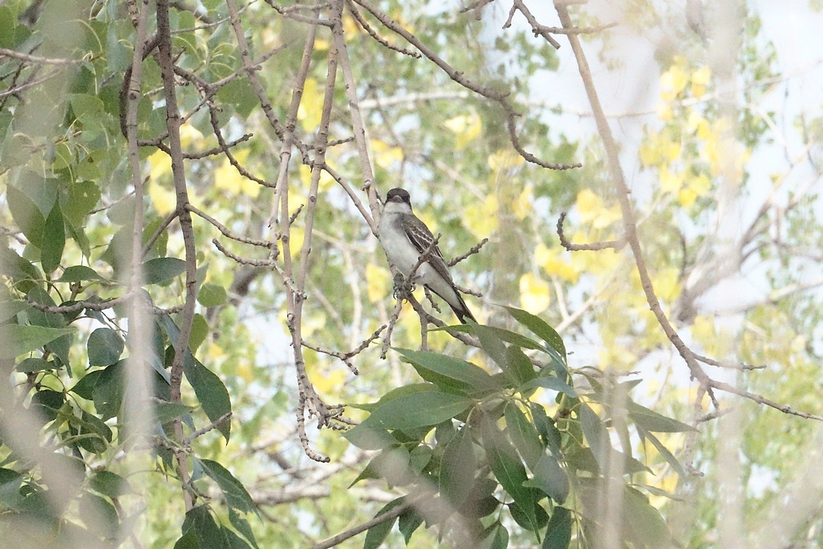 Eastern Kingbird - ML640044212