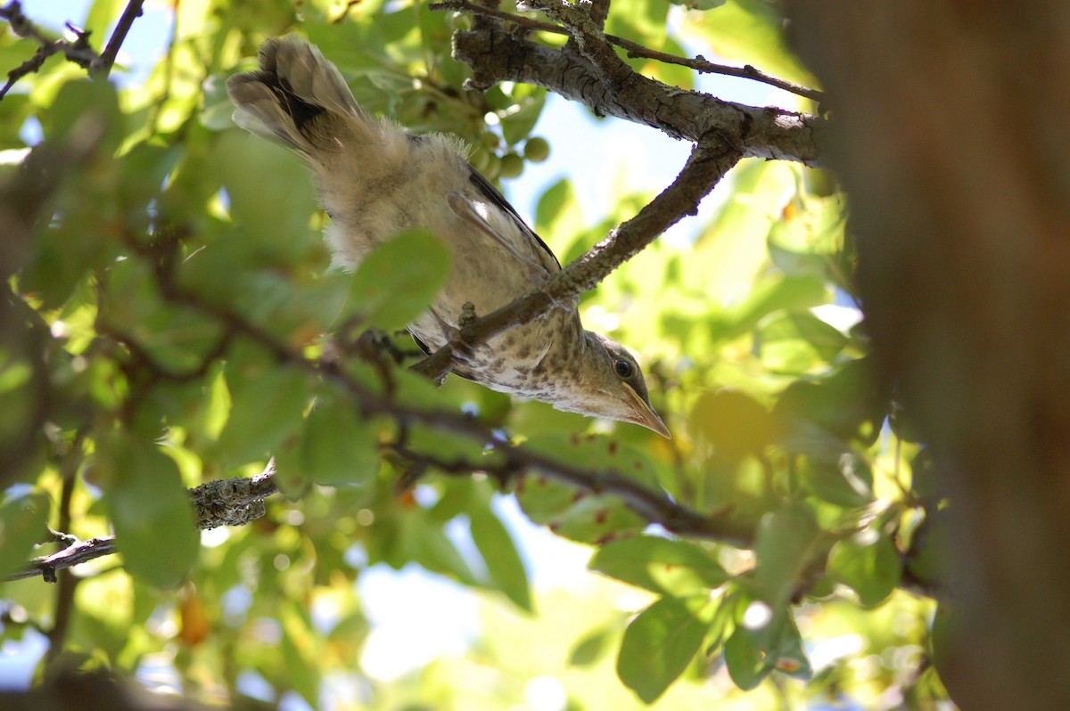 Northern Mockingbird - ML640044217