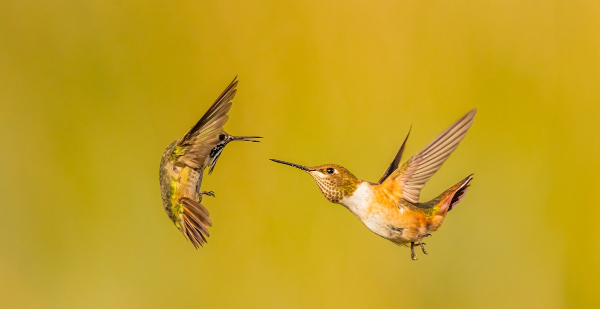 Calliope Hummingbird - ML640044220