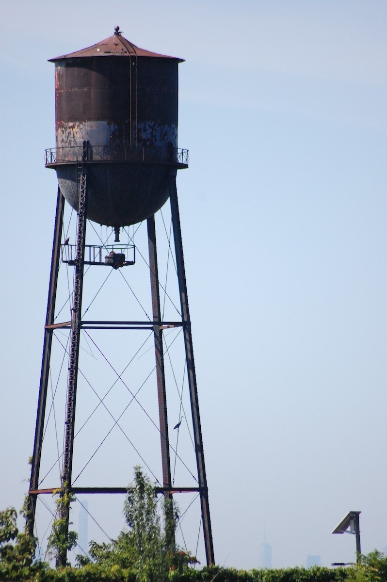Great Blue Heron - ML640044259