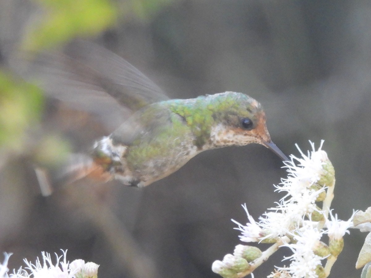 Frilled Coquette - ML640044261