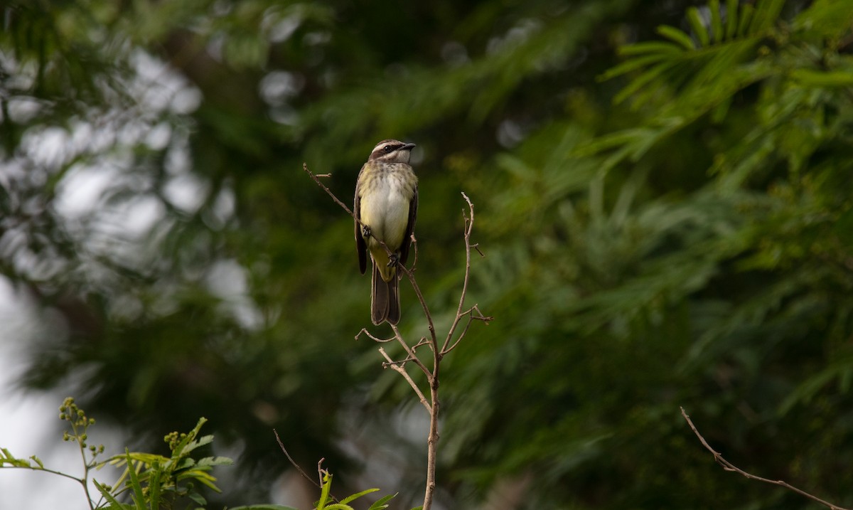 Piratic Flycatcher - ML640044283