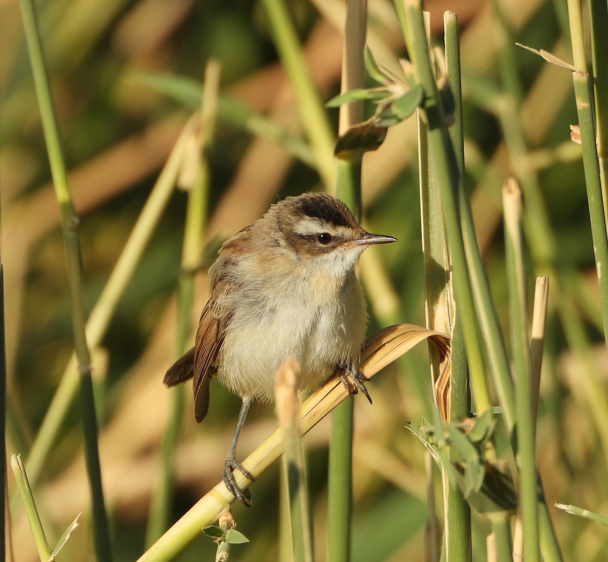Moustached Warbler - ML640044406