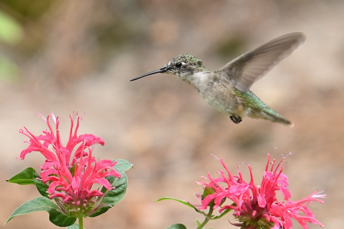 Ruby-throated Hummingbird - ML640044407