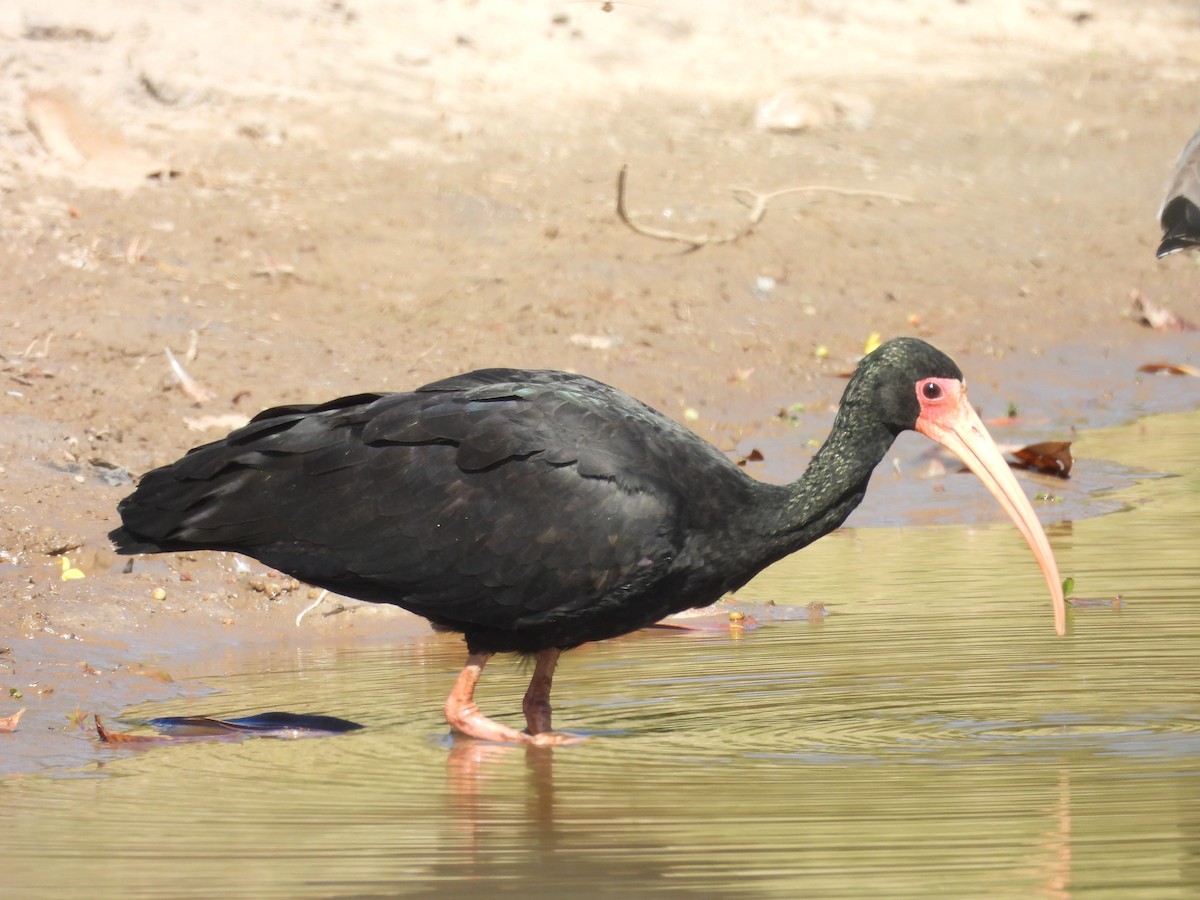 Bare-faced Ibis - ML640044431