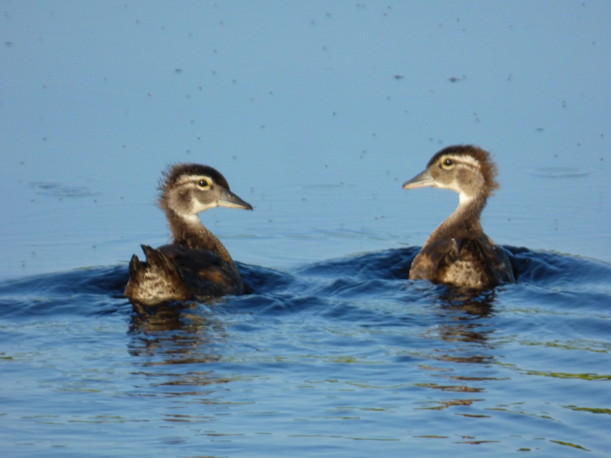 Wood Duck - ML640044439