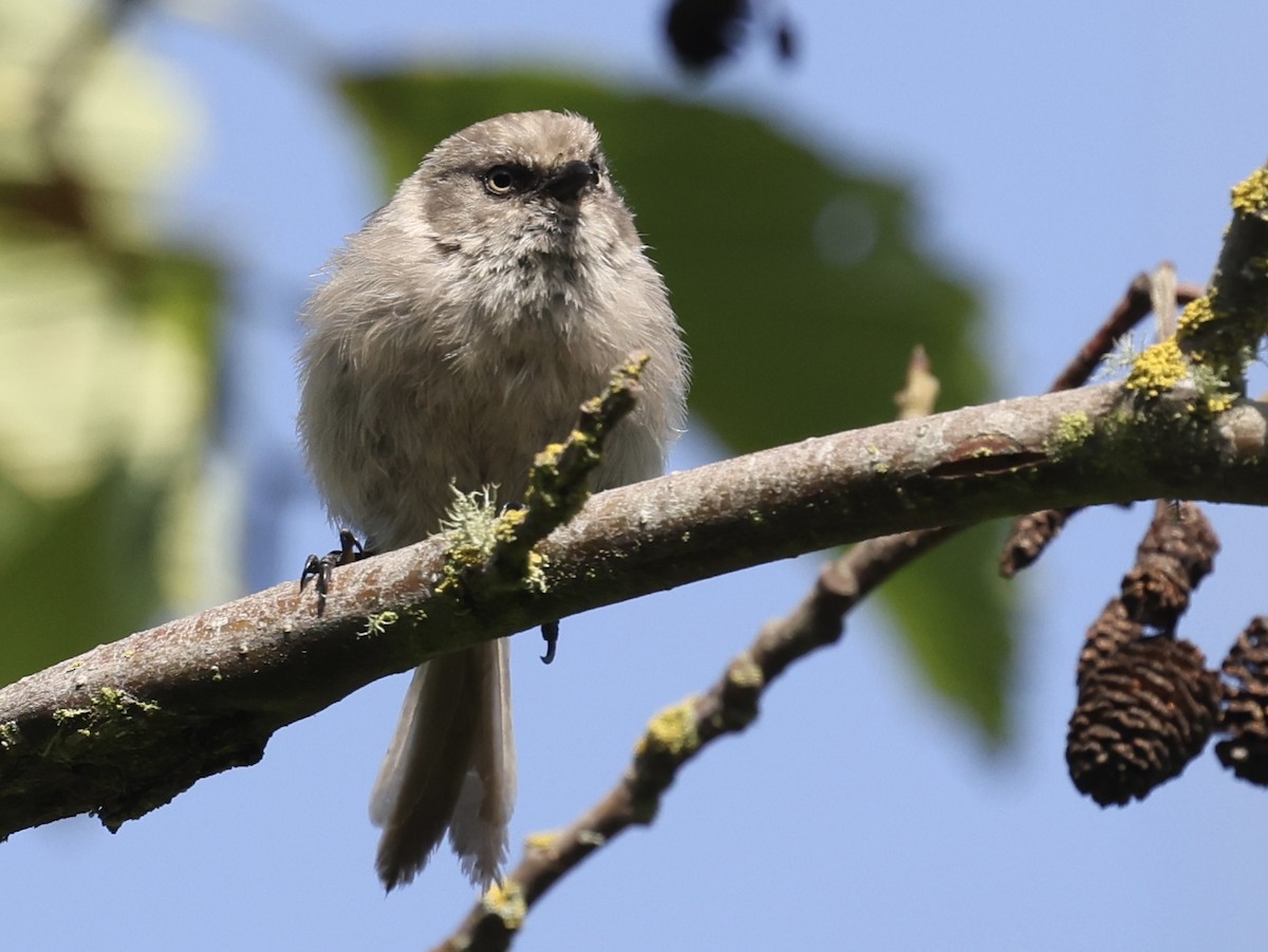Bushtit - ML640044450