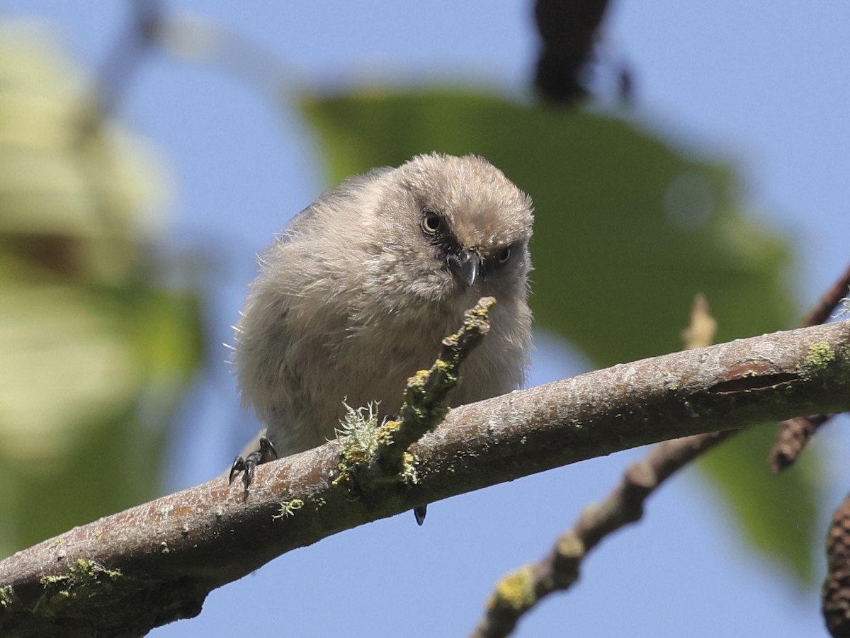 Bushtit - ML640044451