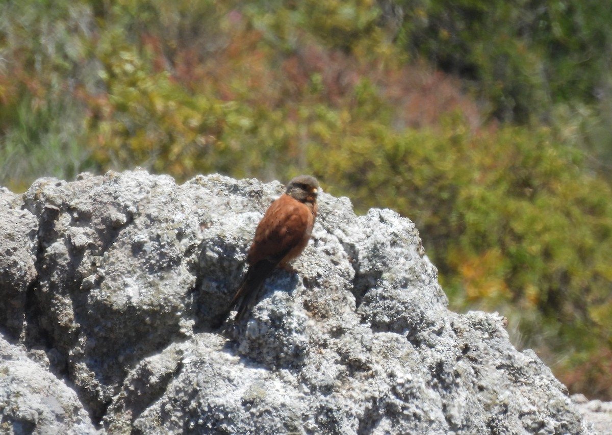 Rock Kestrel - ML640044459