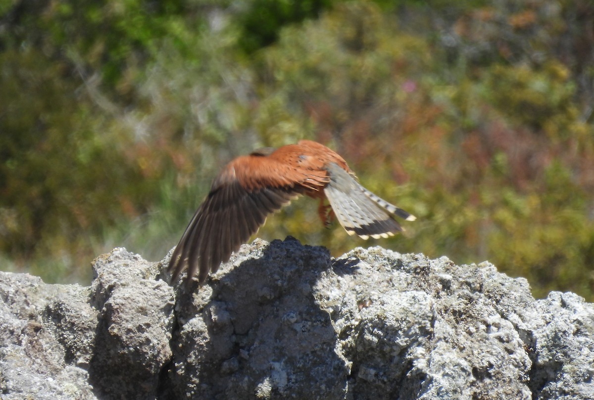 Rock Kestrel - ML640044460