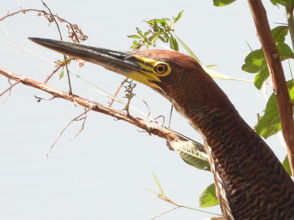 Rufescent Tiger-Heron - ML640044463
