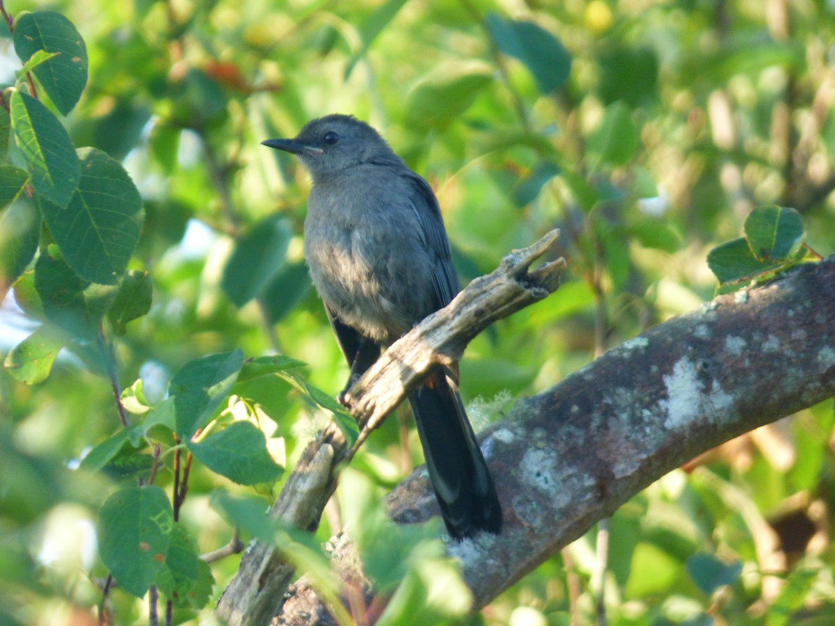 Gray Catbird - ML640044475