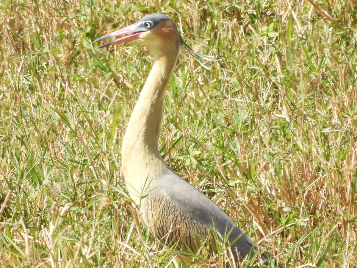 Whistling Heron - ML640044476