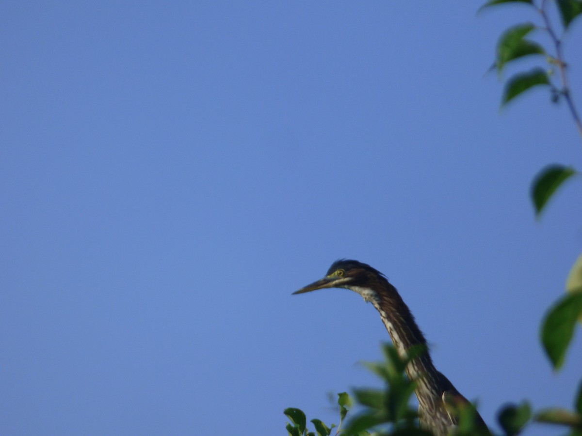 Green Heron - ML640044488