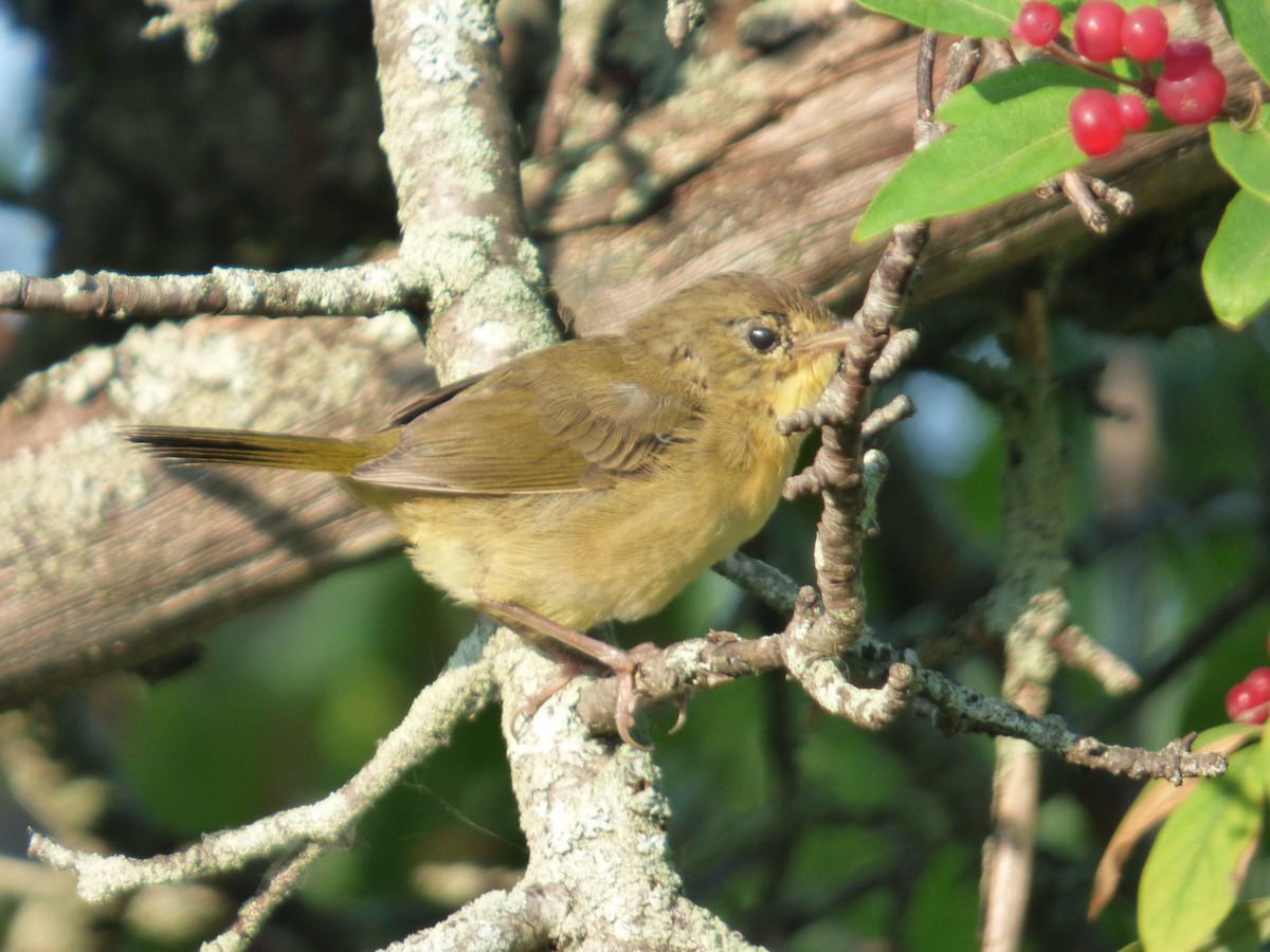 Common Yellowthroat - ML640044503