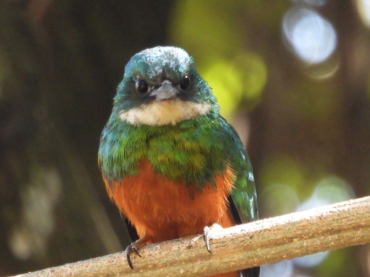 Rufous-tailed Jacamar - ML640044507