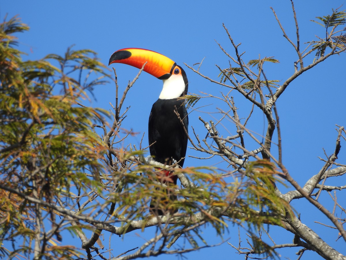 Toco Toucan - ML640044565