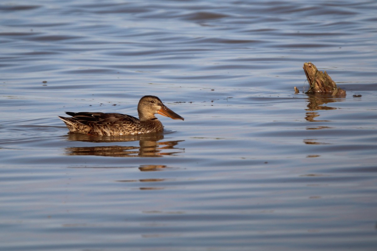 Халбага нугас - ML640044587