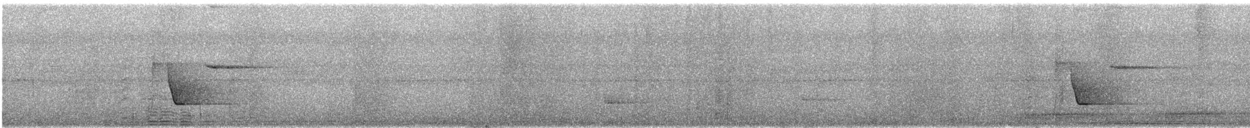 White-bellied Thicket-Fantail - ML640044592