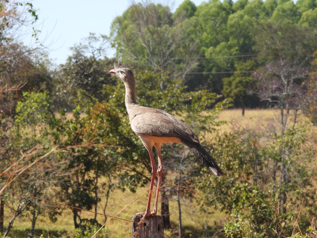 Red-legged Seriema - ML640044621