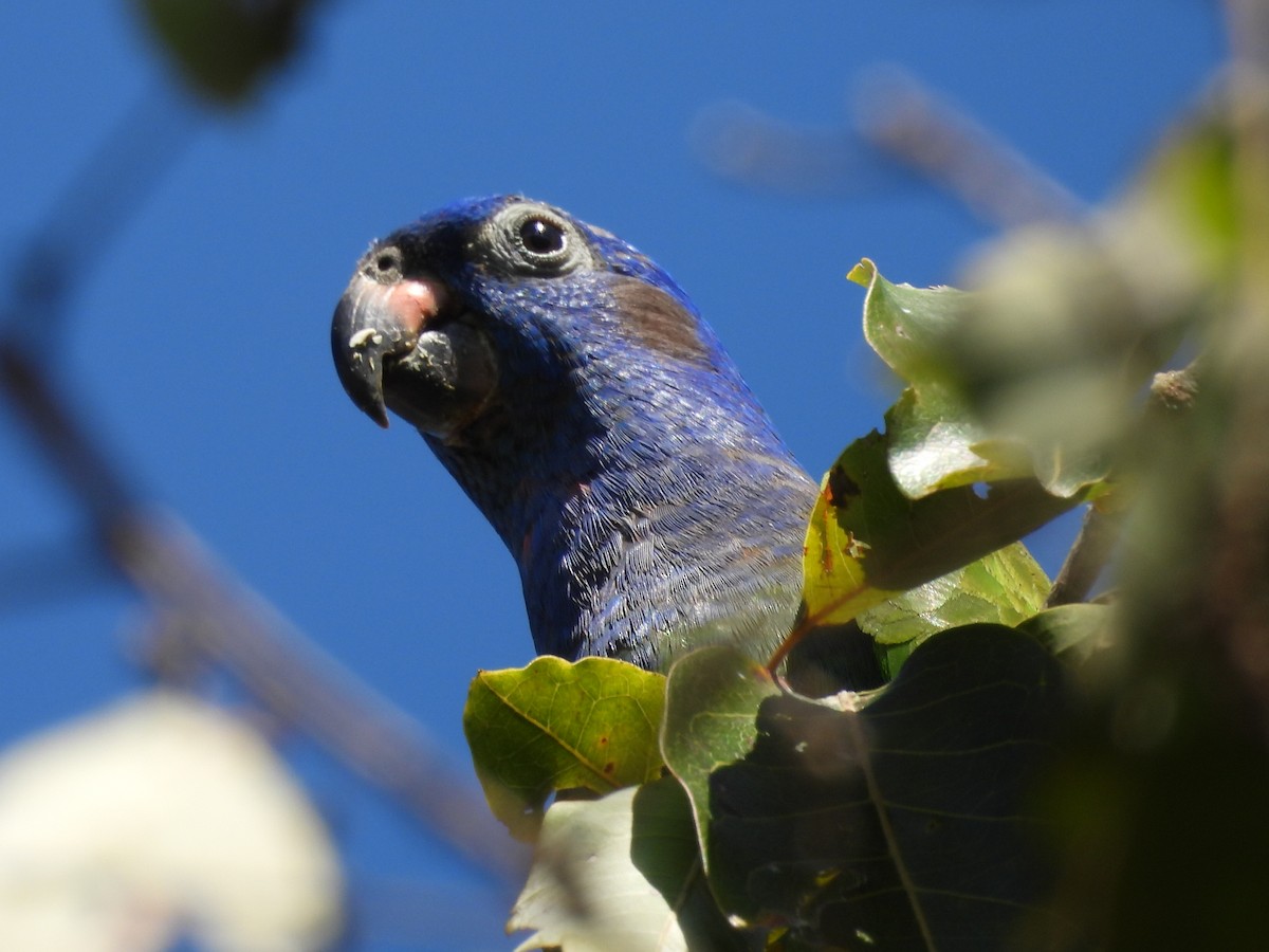 Blue-headed Parrot - ML640044671