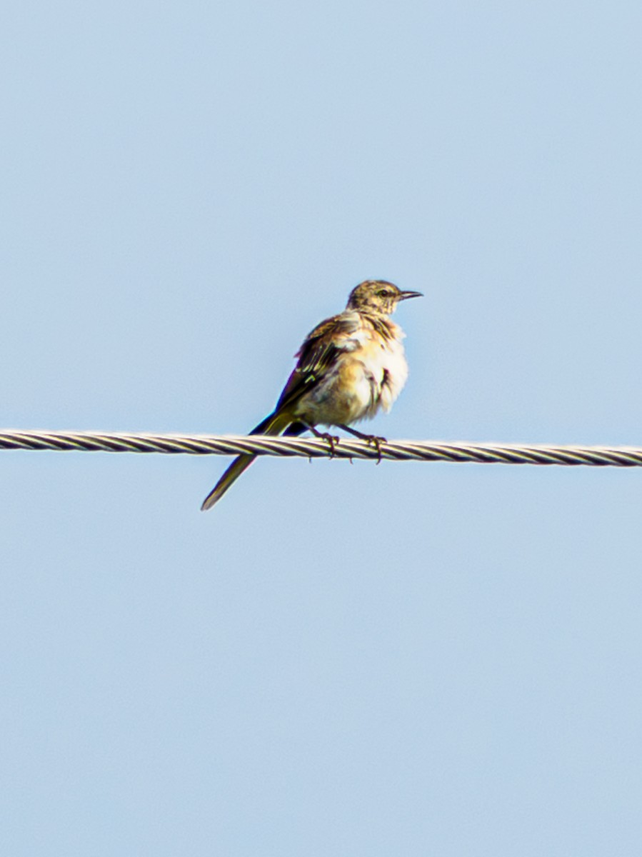 Northern Mockingbird - ML640044709