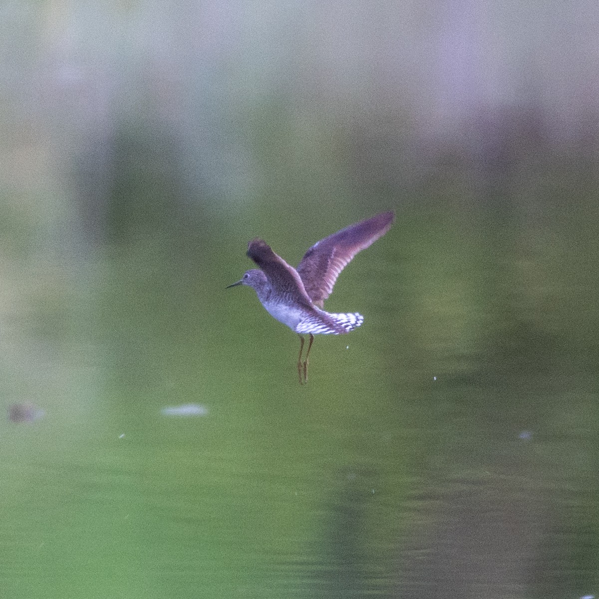 Solitary Sandpiper - ML640044713