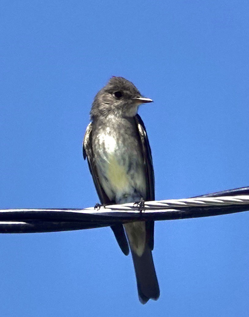 Olive-sided Flycatcher - ML640044728