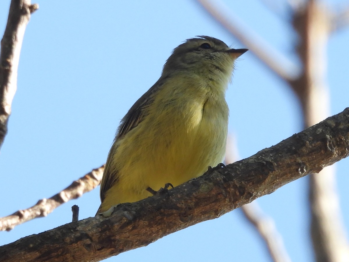 Planalto Tyrannulet - ML640044738