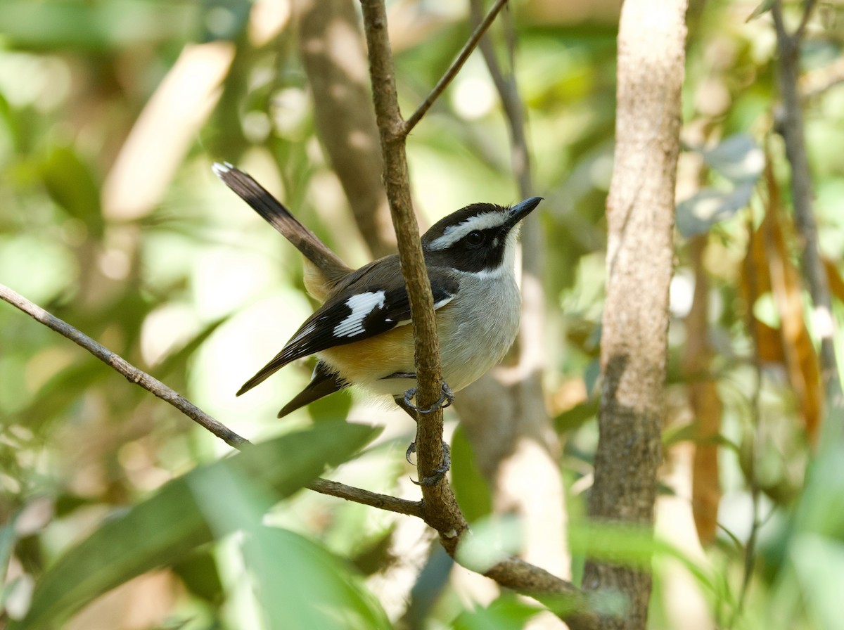 Buff-sided Robin - ML640044747