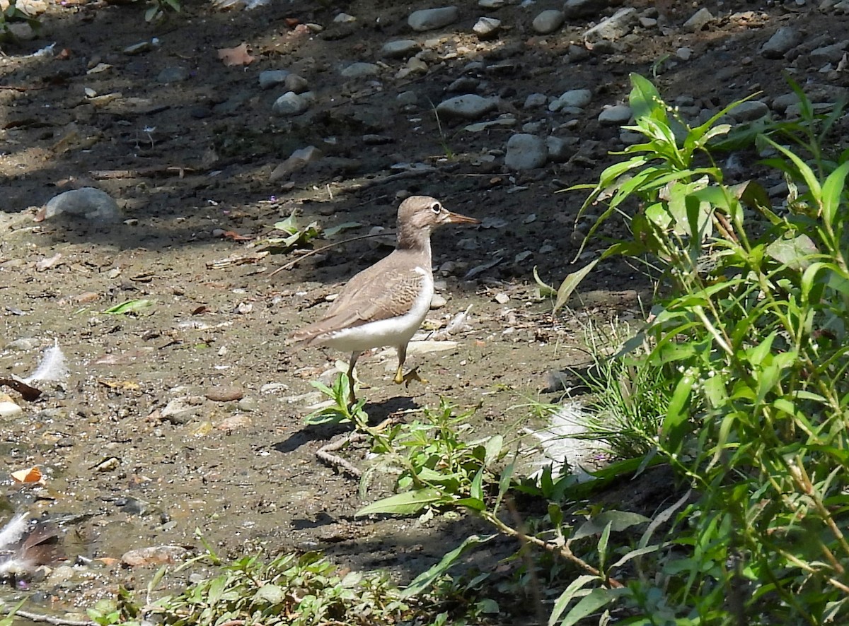 flekksnipe - ML640044756