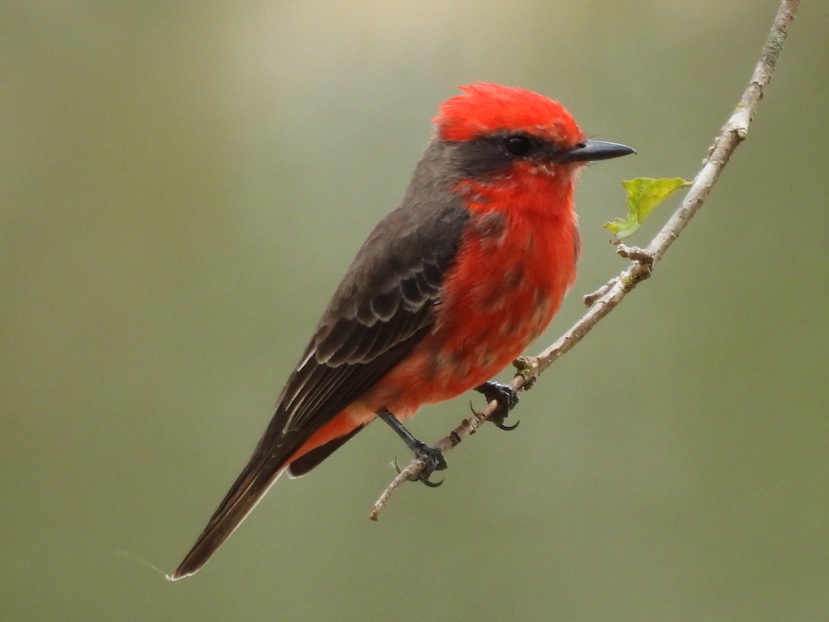 Vermilion Flycatcher - ML640044761