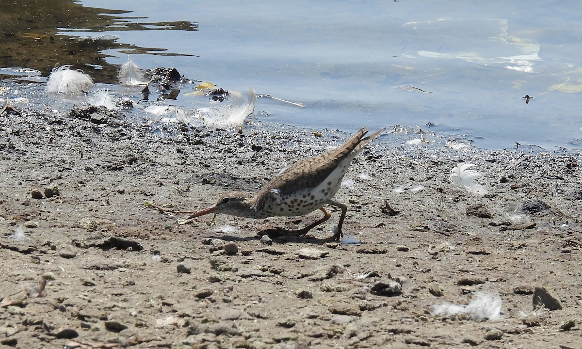 flekksnipe - ML640044776
