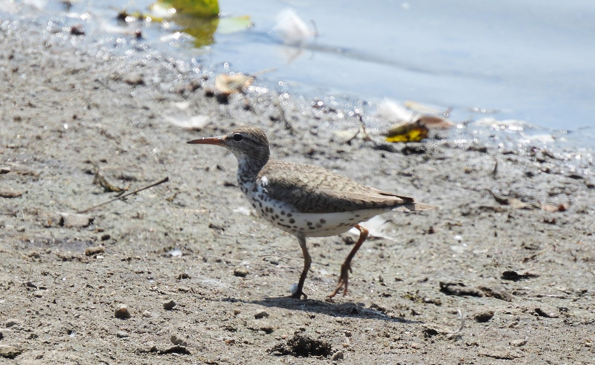 flekksnipe - ML640044787