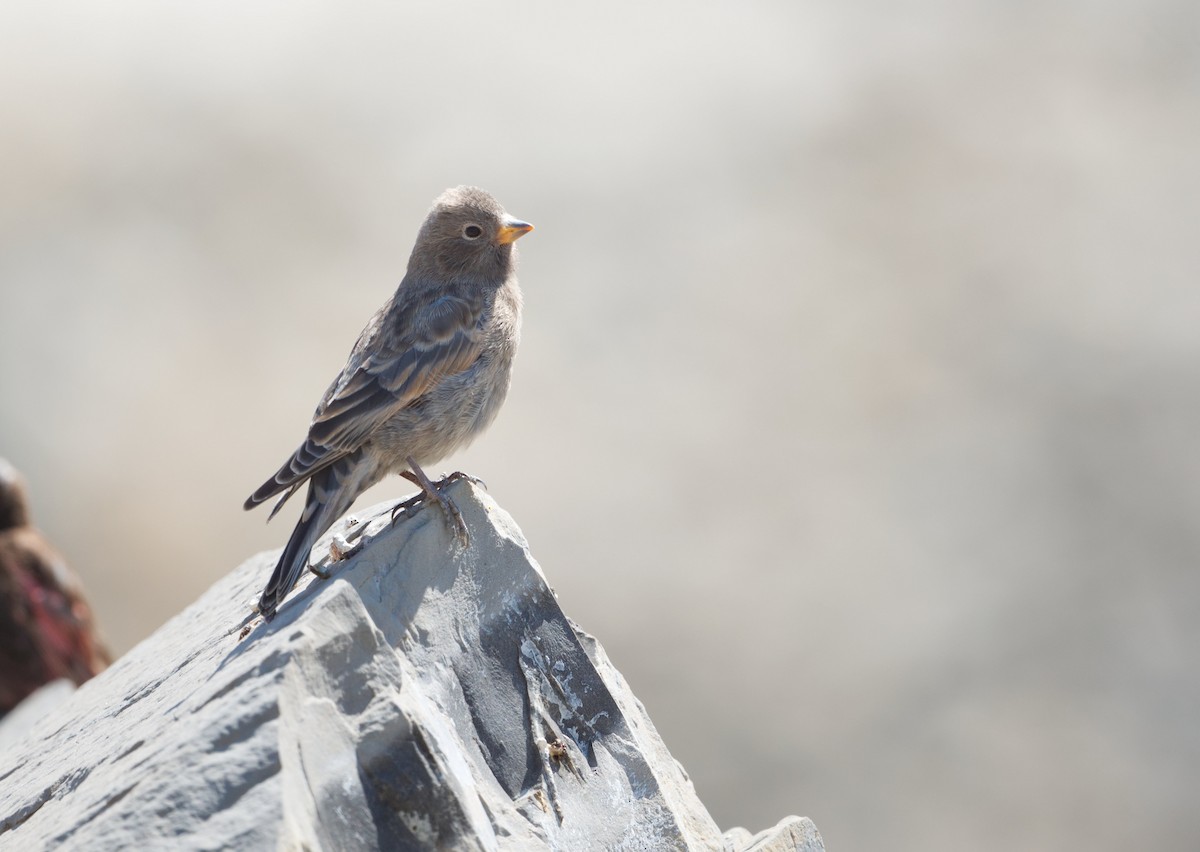 Black Rosy-Finch - ML640044802