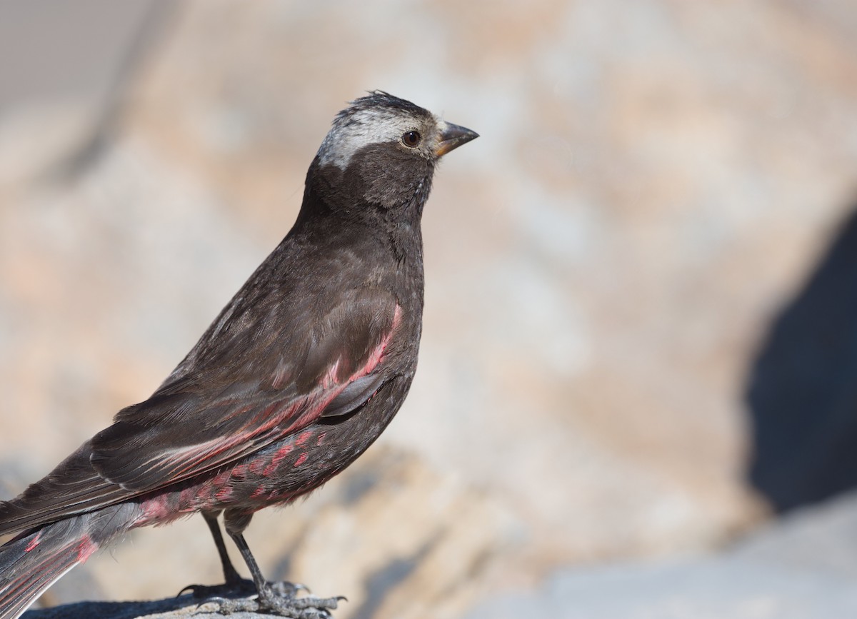 Black Rosy-Finch - ML640044805