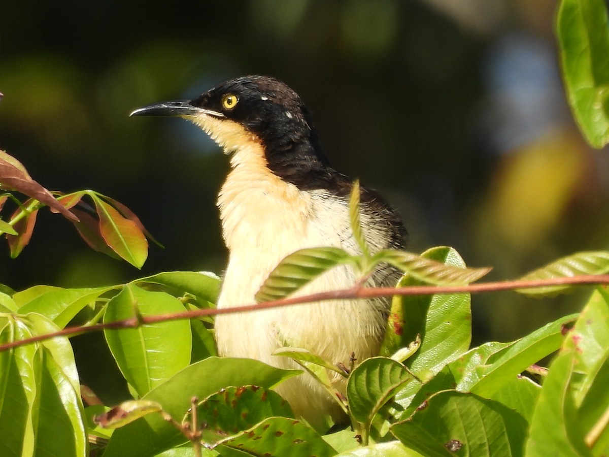 Black-capped Donacobius - ML640044807