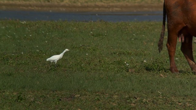 Western Cattle-Egret - ML640044820