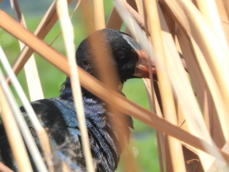 Purple Gallinule - ML640044822