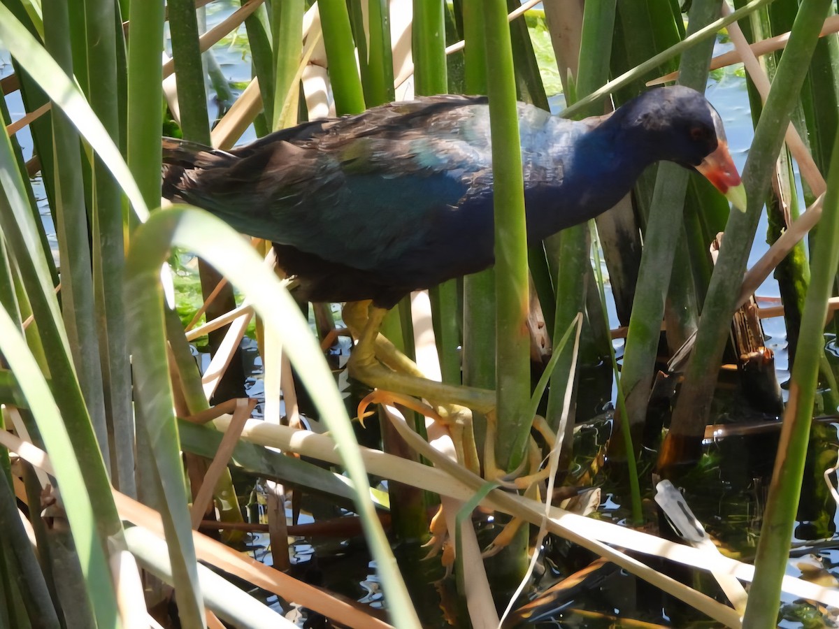 Purple Gallinule - ML640044823