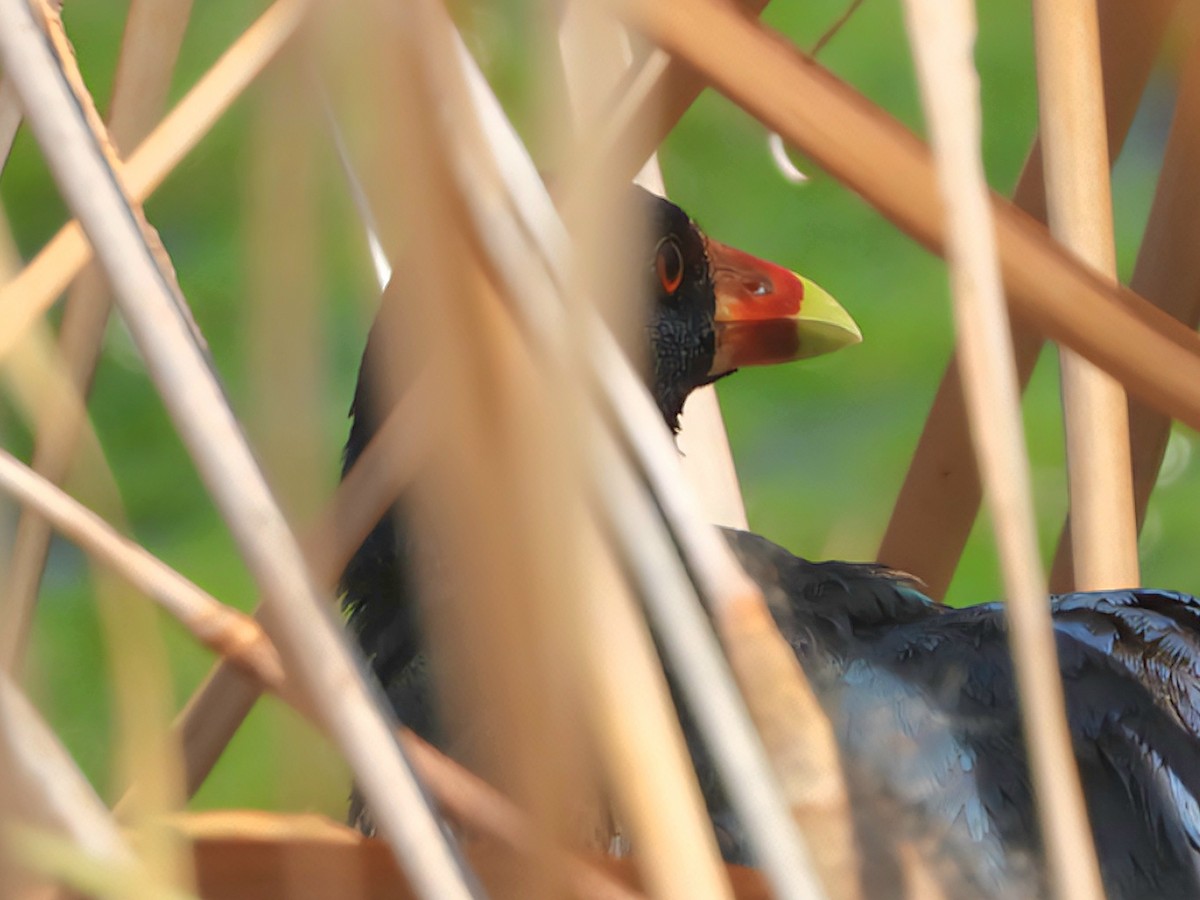 Purple Gallinule - ML640044824