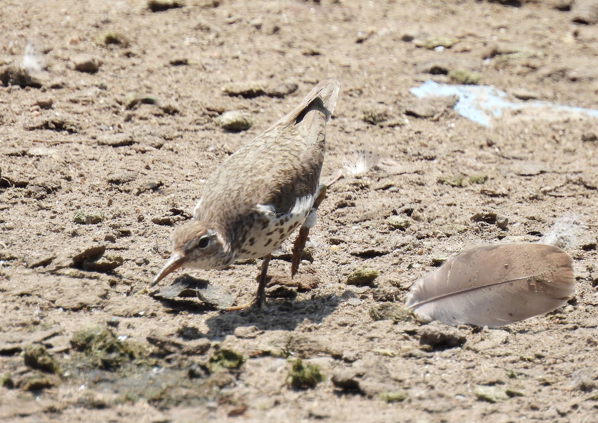 flekksnipe - ML640044826