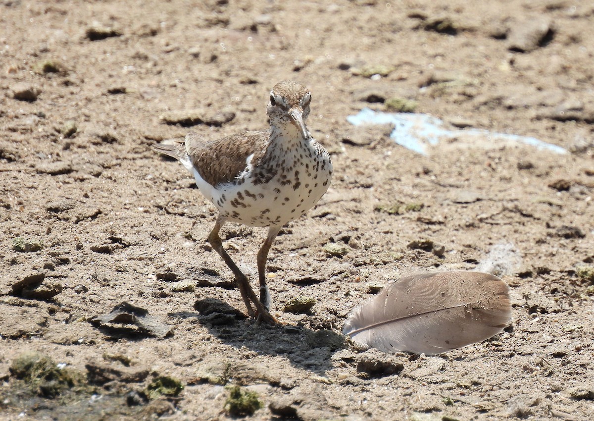 flekksnipe - ML640044837