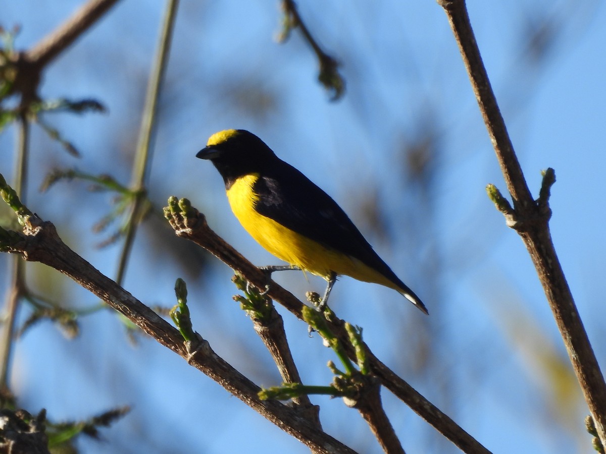 Purple-throated Euphonia - ML640044841