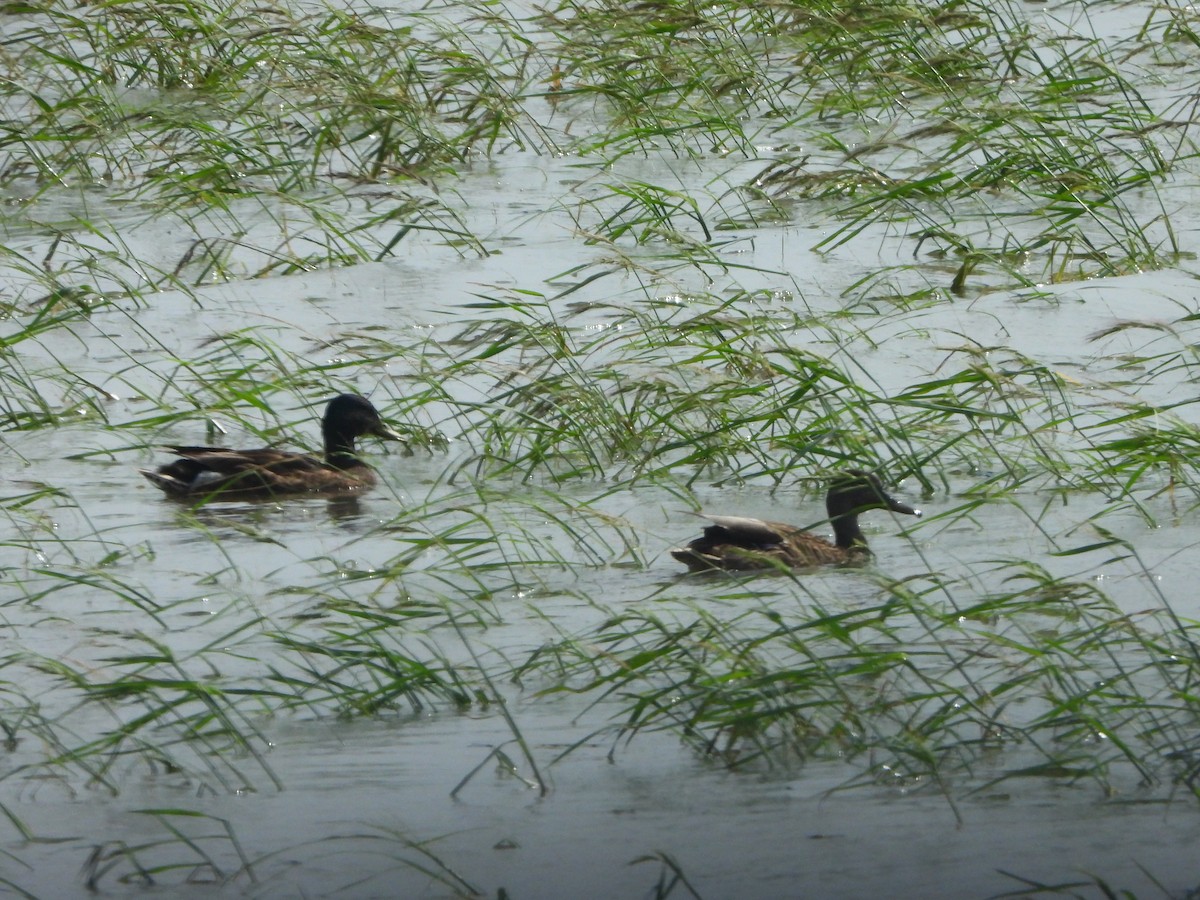 Gadwall - ML640044855