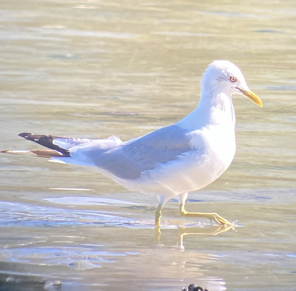 Short-billed Gull - ML640044859