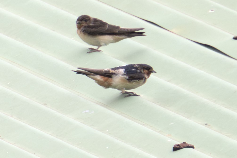 Red-throated Swallow - ML640044876