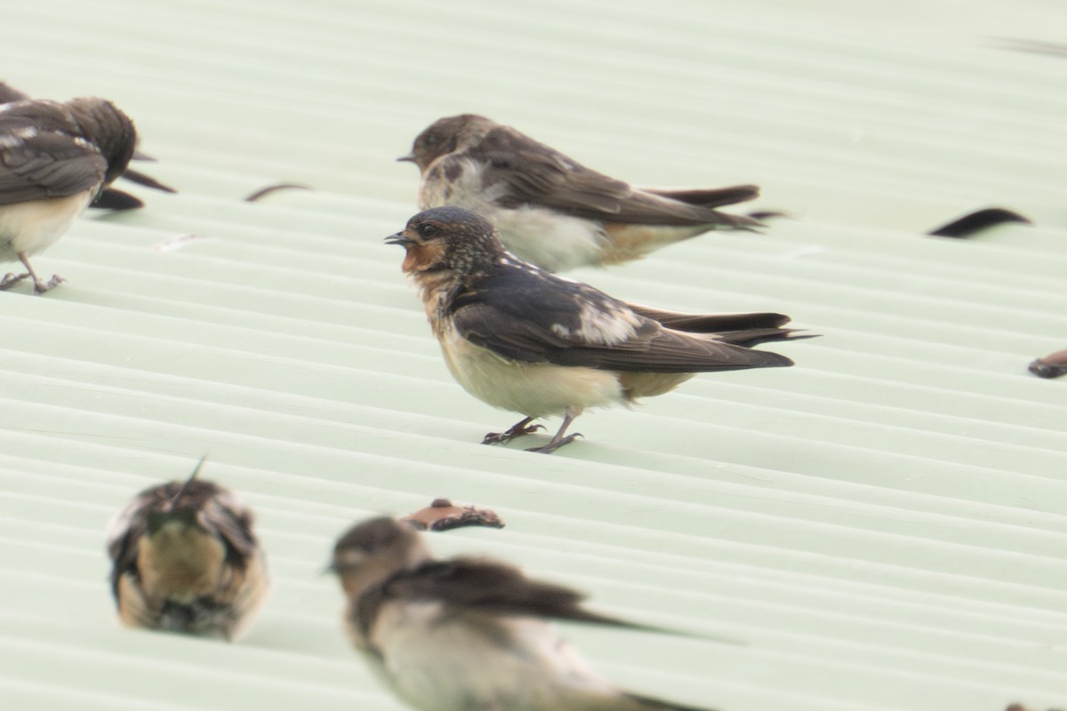 Red-throated Swallow - ML640044877