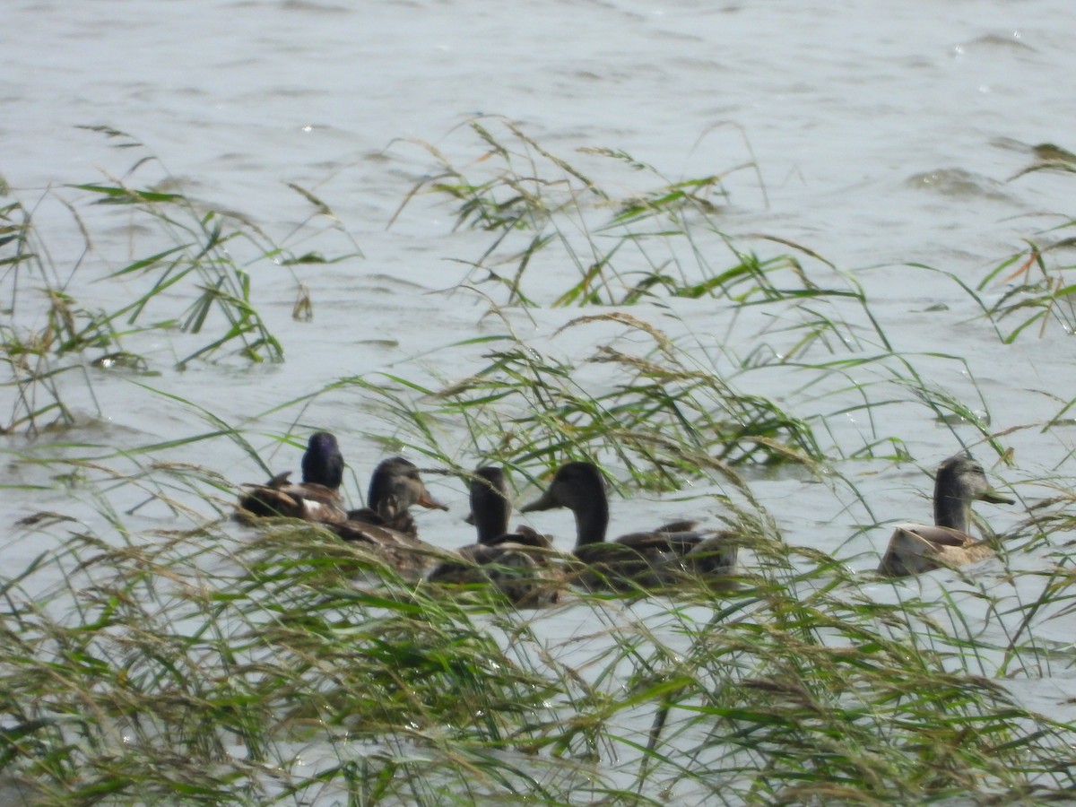 Gadwall - ML640044882