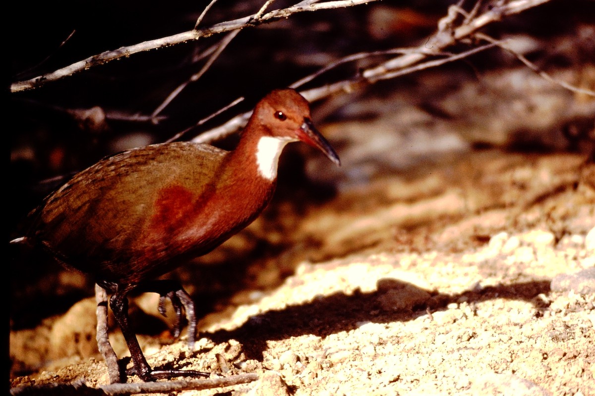 White-throated Rail - ML640044895